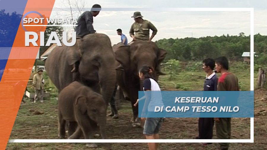 Pagi Ceria Nan Seru Bersama Si Gajah Kecil Camp Tesso Nilo Riau