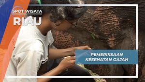 Pemenang Timbang Berat Badan Gajah Camp Tesso Nilo Riau