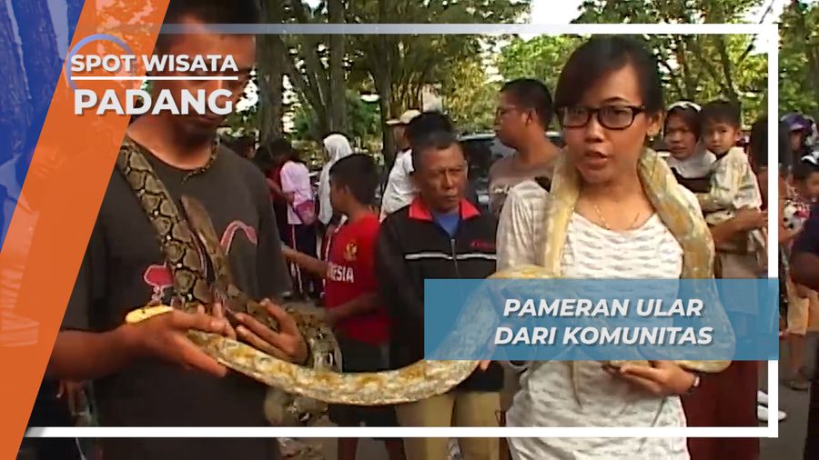 Komunitas Pecinta Ular Padang, Mengenal Lebih Dekat Sang Binatang Melata