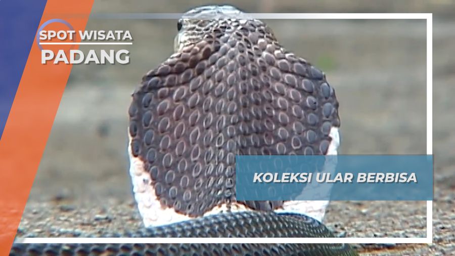 Kolektor Ular Kobra Padang, Pecinta Ular Sendok yang Berbisa