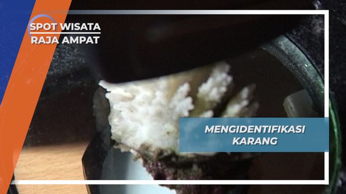 Wisata Konservasi Terumbu Karang International Pulau Waigeo Raja Ampat