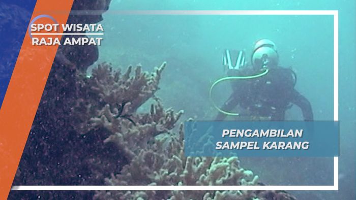 Penyelaman Konservasi Sampel Karang di Kedalaman Cape Kri Raja Ampat