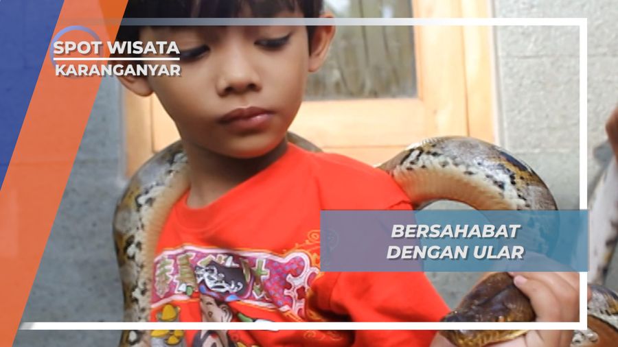 Bocah Ular dari Karanganyar, Bersahabat dengan Sanca dan Piton
