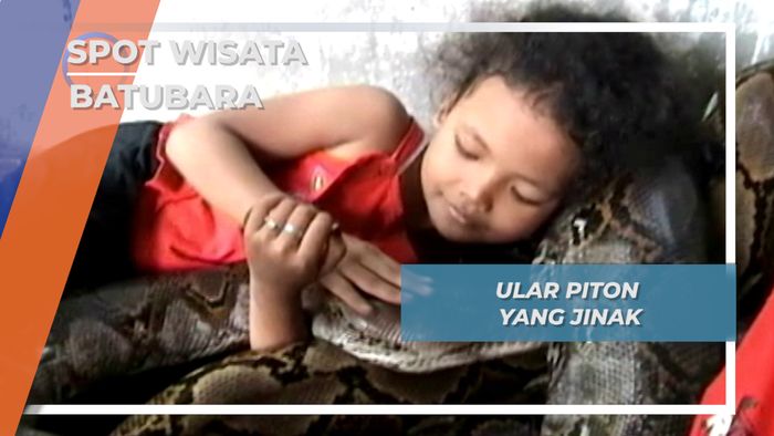 Ular Piton Raksasa Batubara yang Manja