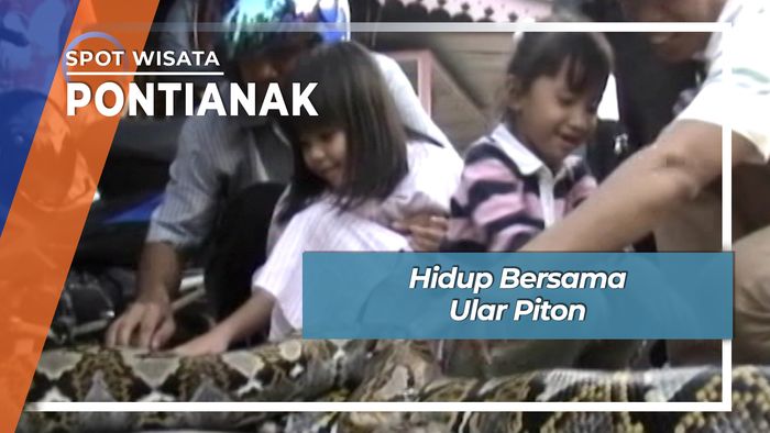 Tinggal Bersama Ular Piton Pontianak Kalimantan Barat 