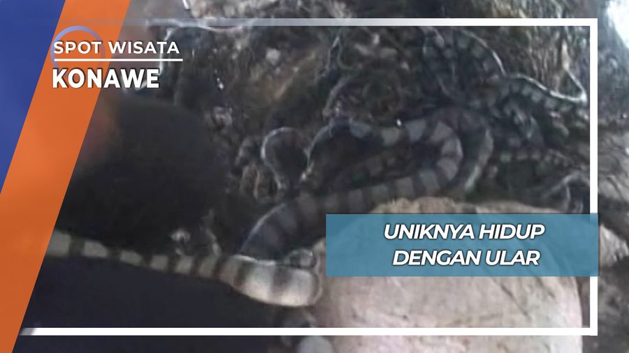 Hidup Berbaur Bersama Ular Berbisa Konawe, Sulawesi Tenggara