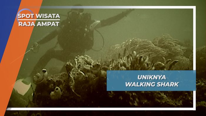 Hiu Walking Shark, Hanya Ada di Papua