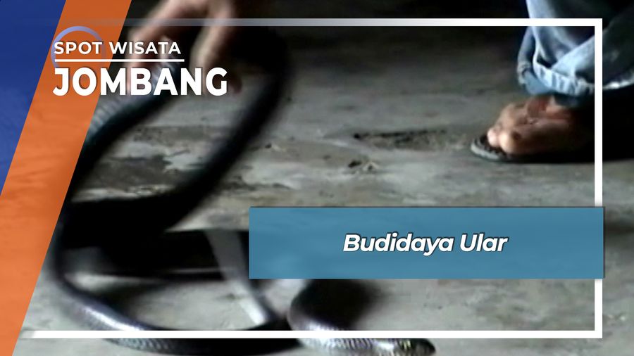Budidaya Ular, Pekerjaan Unik Ibu Rumah Tangga di Jombang