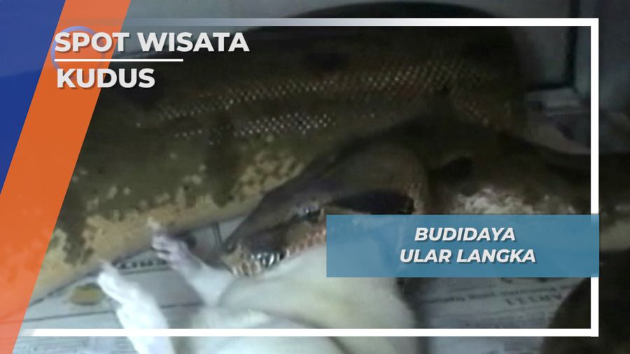 Budidaya Ular Langka, Bisnis Pendulang Rupiah Kudus