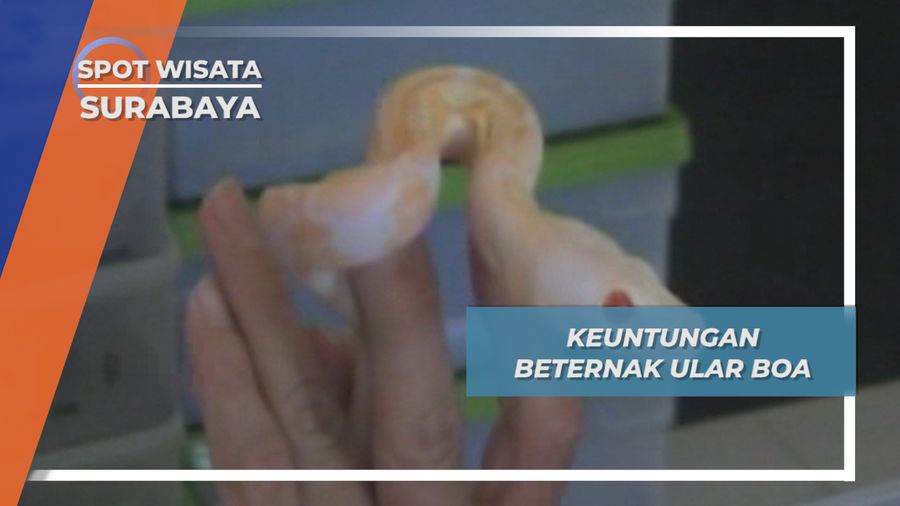Budidaya Ular Boa Surabaya, Ular Eksotis dari Amerika Selatan