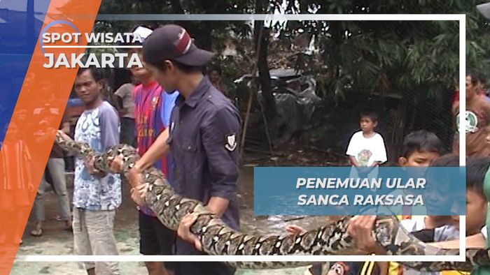 Heboh Penemuan Ular Sanca Raksasa di Kali Cipinang Jakarta