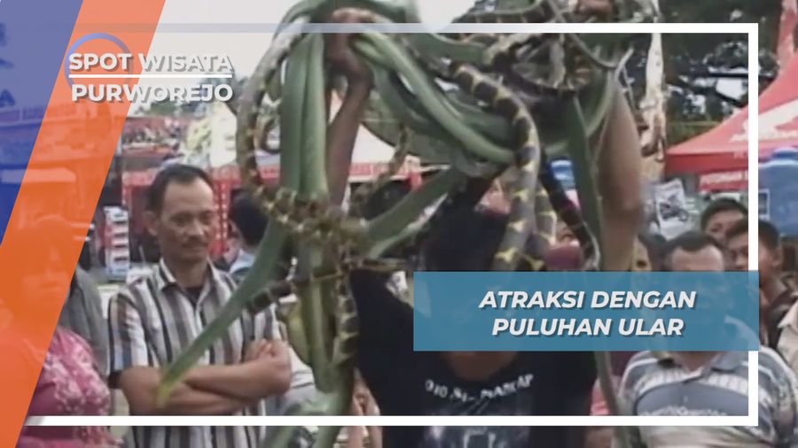 Atraksi Pawang Ular Berbisa Purworejo