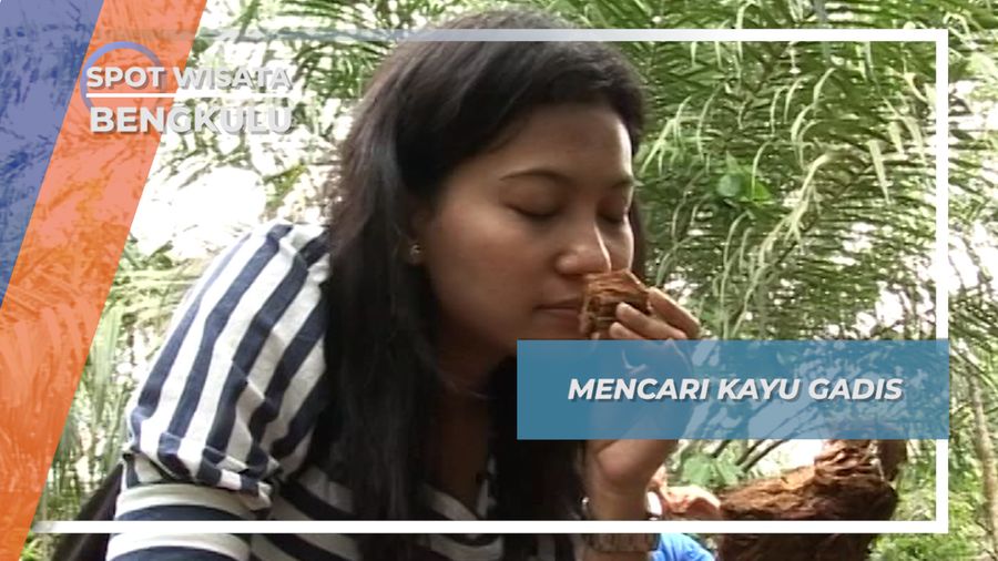 Akar Kayu Gadis, Bahan Utama Kerajinan Patung Mini Lubuk Resam, Bengkulu