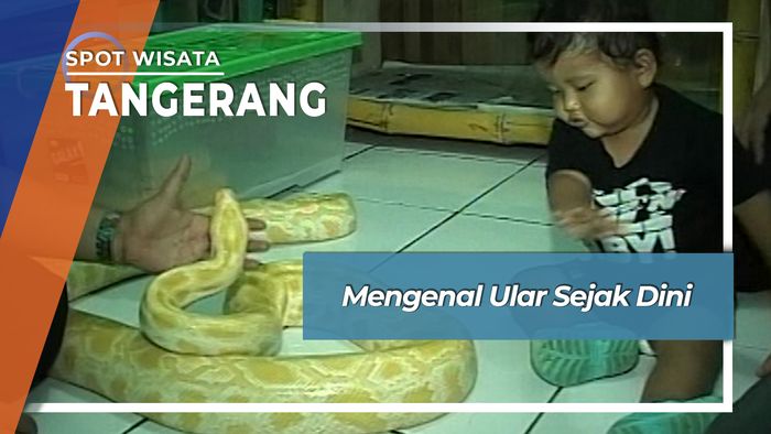 Bercengkraman Dengan Ular Sejak Dini , Tangerang