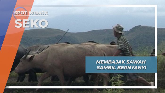 Leling, Membajak Sawah Seko Sambil Bernyanyi Bersama Kerbau