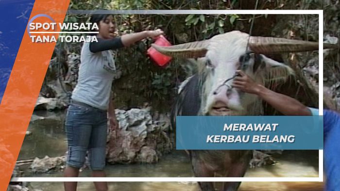 Kerbau Belang, Korban Upacara Pemakaman Yang Harganya Selangit di Tana Toraja