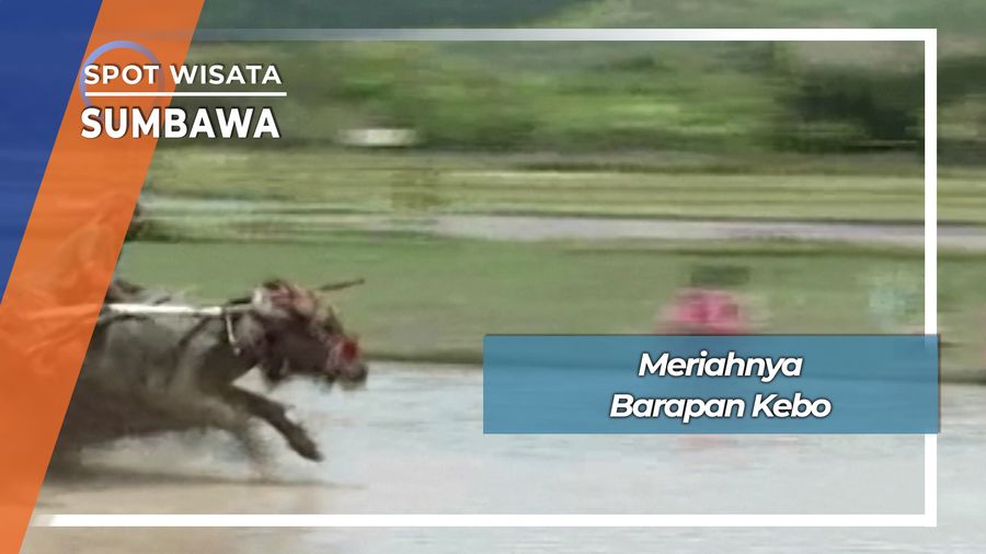 Barapan Kerbau, Ibu Rumah Tangga Joki Wanita Kebo Karang Dima Desa Labuhan Badas Sumbawa