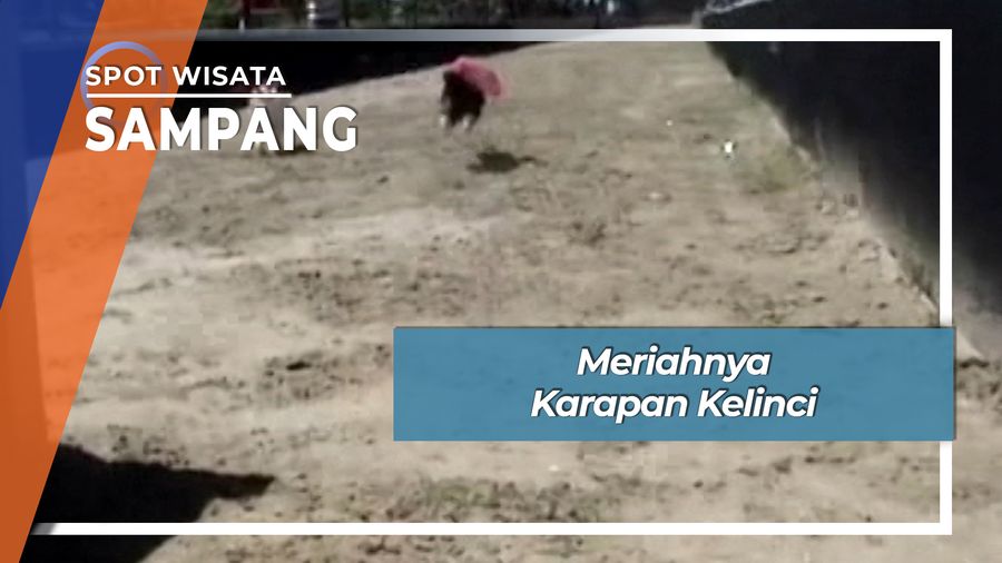 Karapan Kelinci Sampang Madura