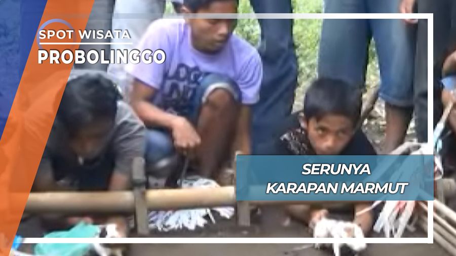 Pacu Marmut Probolinggo