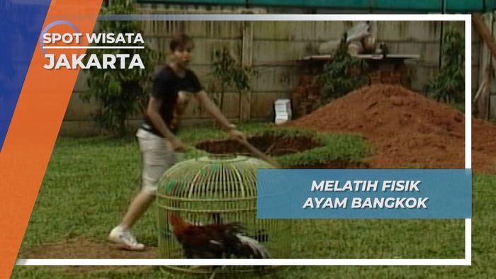 Ayam Bangkok Latihan Fisik Jakarta