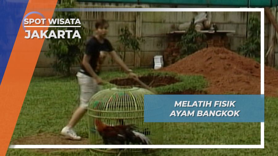 Ayam Bangkok Latihan Fisik Jakarta
