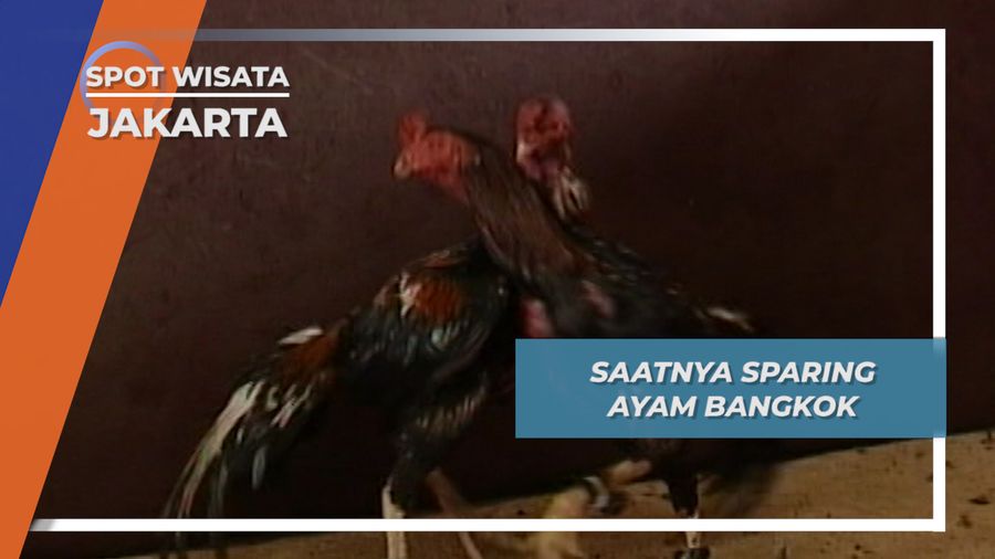 Latih Tanding Ayam Bangkok di Jakarta