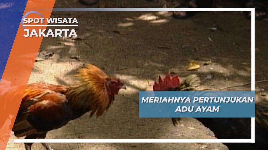 Adu Ayam Petarung Asli Indonesia