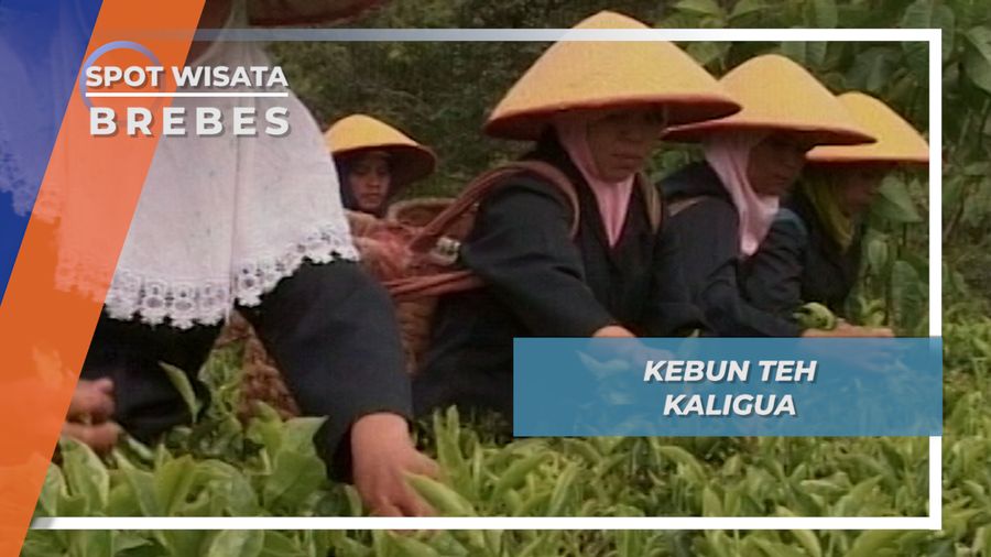 Cara Memetik Teh Hitam Kolonial di  Perkebunan Paguyangan Brebes