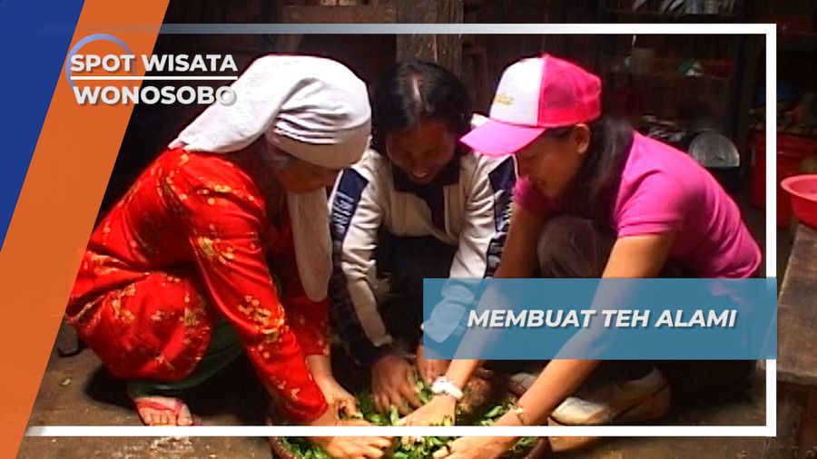 Cara Alami Mengolah Teh  Gunung Bisma Wonosobo