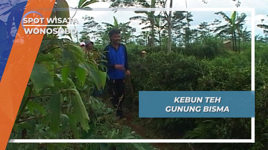Mendaki Sehat Ke Kebun Teh di Sisi Gunung Bisma Wonosobo