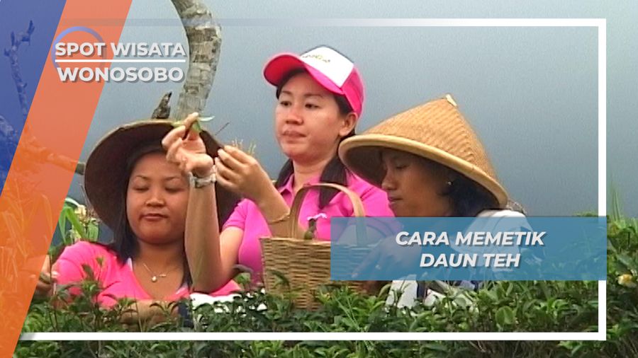 Cara Memetik Daun Teh ala Gunung Bisma Wonosobo