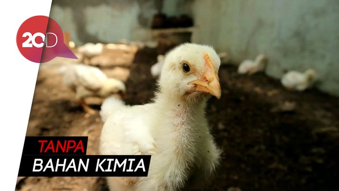 Budidaya Ayam Organik dengan Memanfaatkan Limbah Rumah Tangga