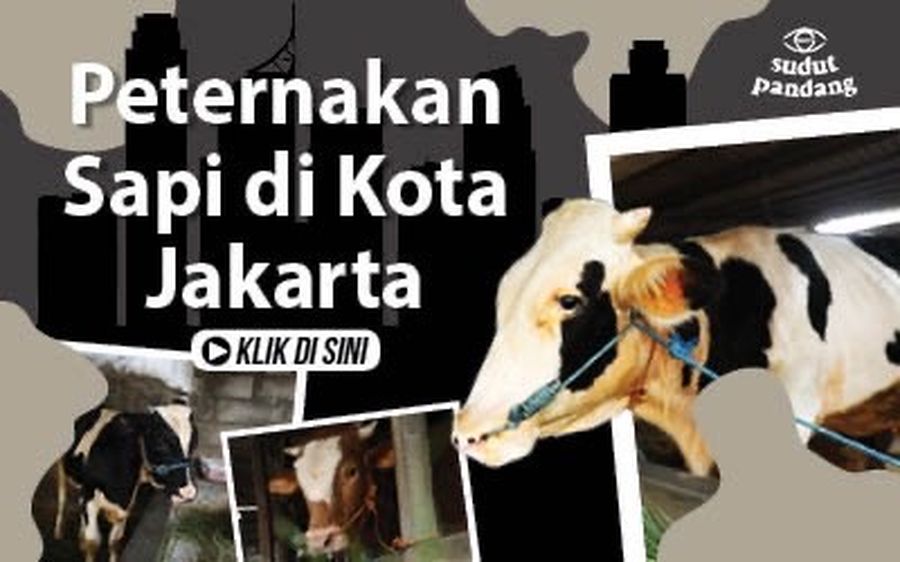 Ternak Sapi di Tengah Padatnya Permukiman Jakarta
