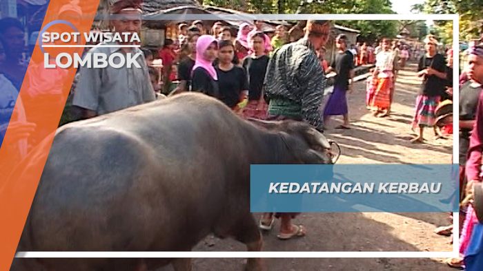 Sukacita Warga Desa Sesait Lombok Sambut Kedatangan Kerbau 