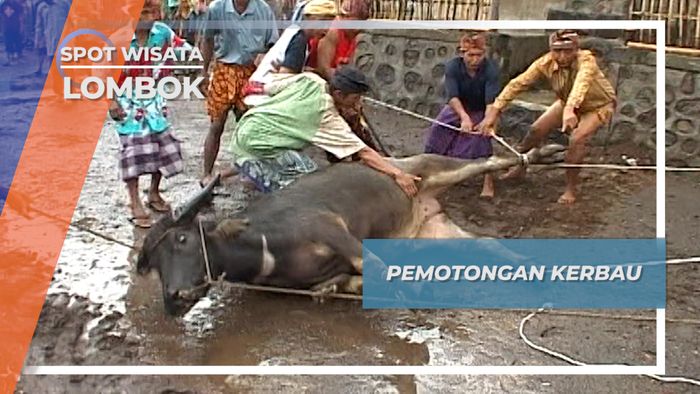 Ritual Pemotongan Tiga Ayam dan Kerbau di Desa Sesait, Lombok