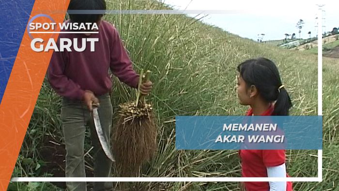 Memanen Akar Wangi di Legok Pulus Samarang, Garut