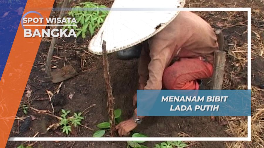 Wisata Tanam Bibit Lada Putih Desa Sengir, Bangka