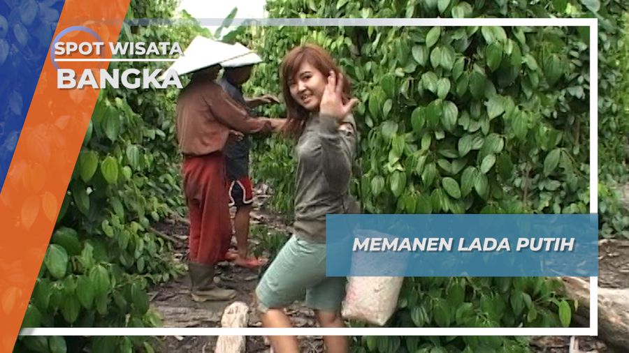 Memanen Lada Putih Desa Sengir, Bangka