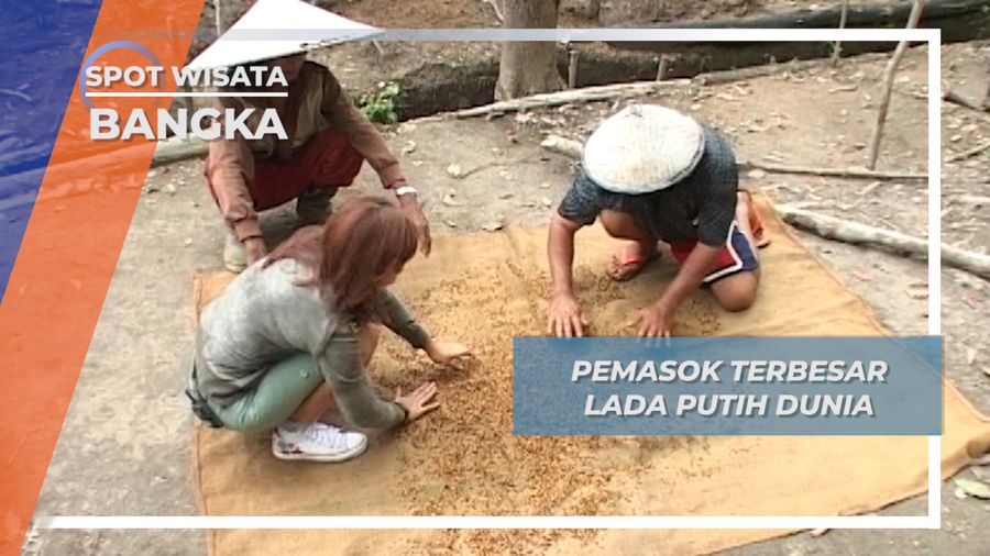 Pemasok Terbesar Lada Putih di Dunia, Bangka