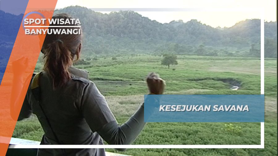 Hamparan Rumput Hijau Savana Banyuwangi