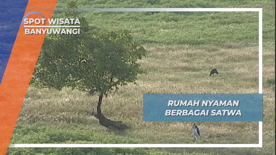 Sadengan Alas Purwo, Rumah Nyaman Bagi Berbagai Bintang
