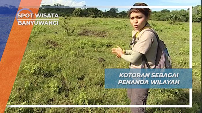 Kotoran Binatang, Penanda Wilayah Kekuasaan Padang Rumput Banyuwangi