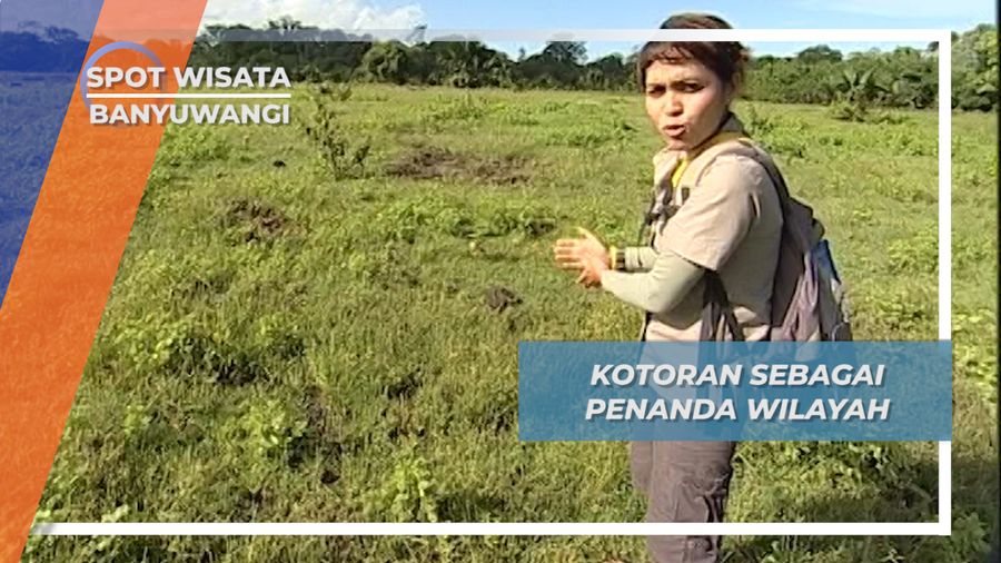Kotoran Binatang, Penanda Wilayah Kekuasaan Padang Rumput Banyuwangi