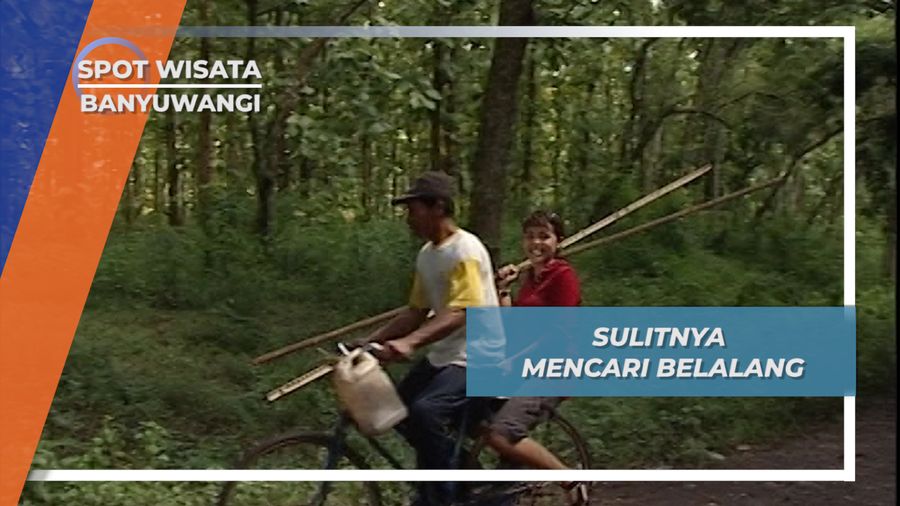 Kesulitan dalam Berburu Belalang, Bayuwangi