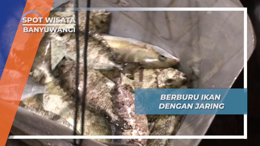Menjaring Ikan Sebelum Pasang Datang, Banyuwangi Menjaring Ikan Sebelum Pasang Datang, Banyuwangi