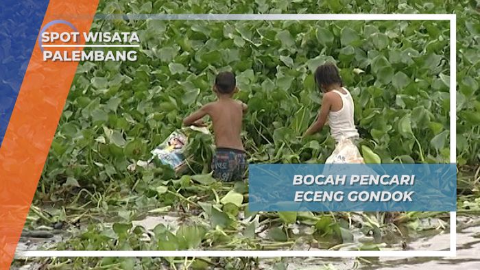 Bocah Pencari Eceng Gondok, Palembang