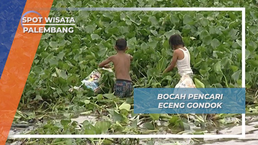 Bocah Pencari Eceng Gondok, Palembang
