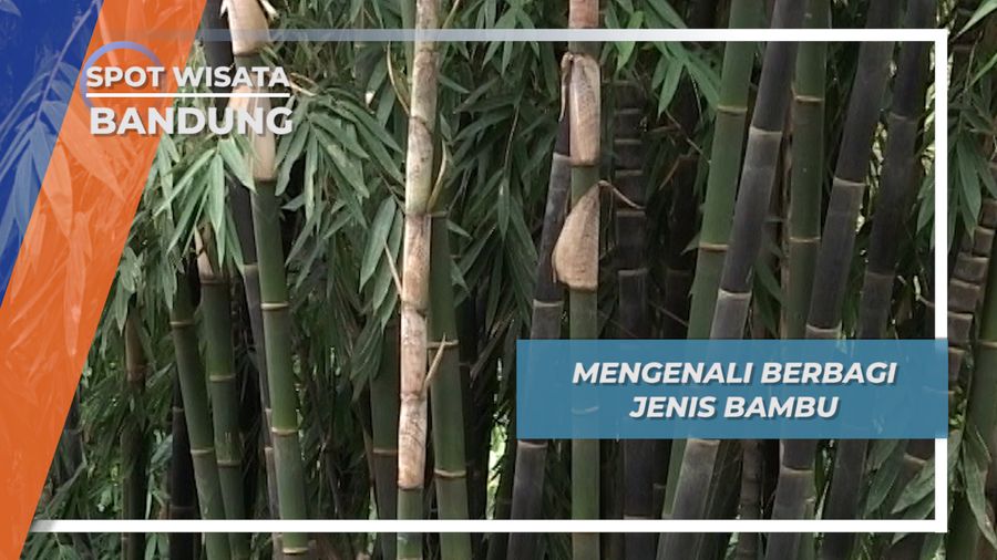 Mengenali Berbagai jenis Bambu, Bandung