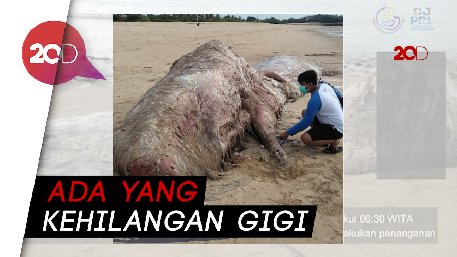 2 Paus Sperma Ditemukan Mati Terdampar di Perairan Bali