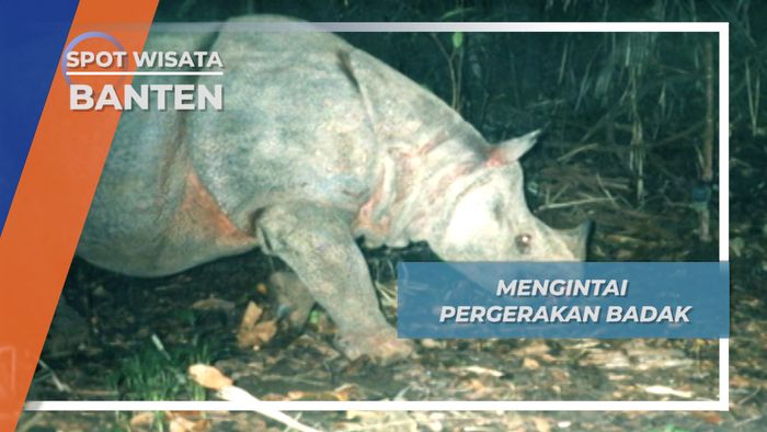 Mengintai Pergerakan Badak, Banten